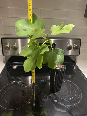 Montanha Verde (Own Roots)  - From rooted cutting.
