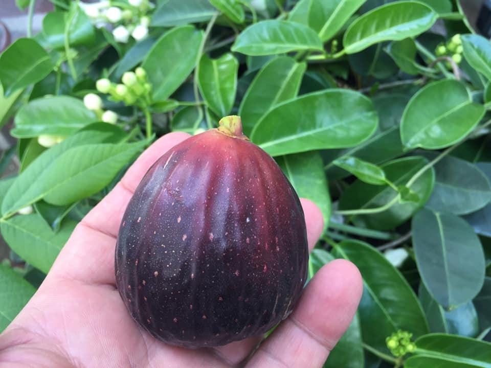 Blue Giant Fig For Sale Online