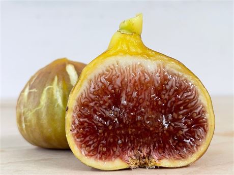 FigBid - Online Auctions of Fig Trees, Fig Cuttings & Growing Supplies ...