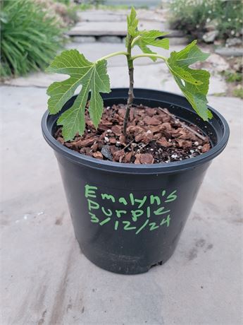 Emalyn's Purple 2 gallon well rooted cutting own roots - delicious, rare fig!