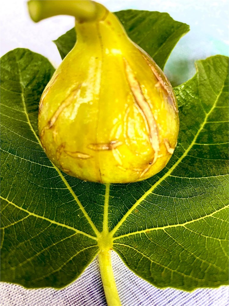 FigBid - Online Auctions of Fig Trees, Fig Cuttings & Growing Supplies - Jamal  Al Asfar (JAA) - SUPER PREMIUM Fig Variety from the Middle East