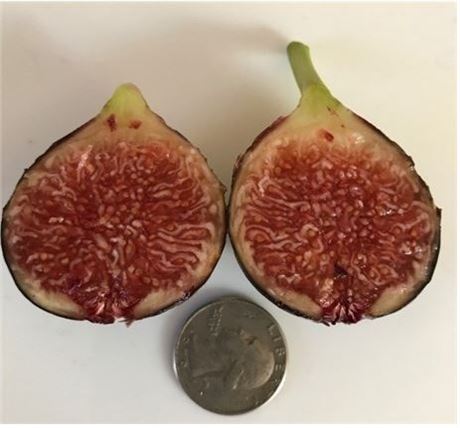 LSU Red Fig POTTED 1-2 FT Tall
