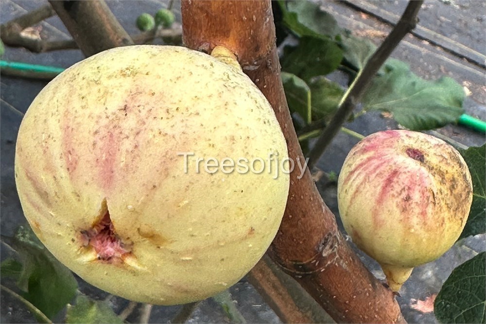 Figbid - Online Auctions Of Fig Trees, Fig Cuttings & Growing Supplies 