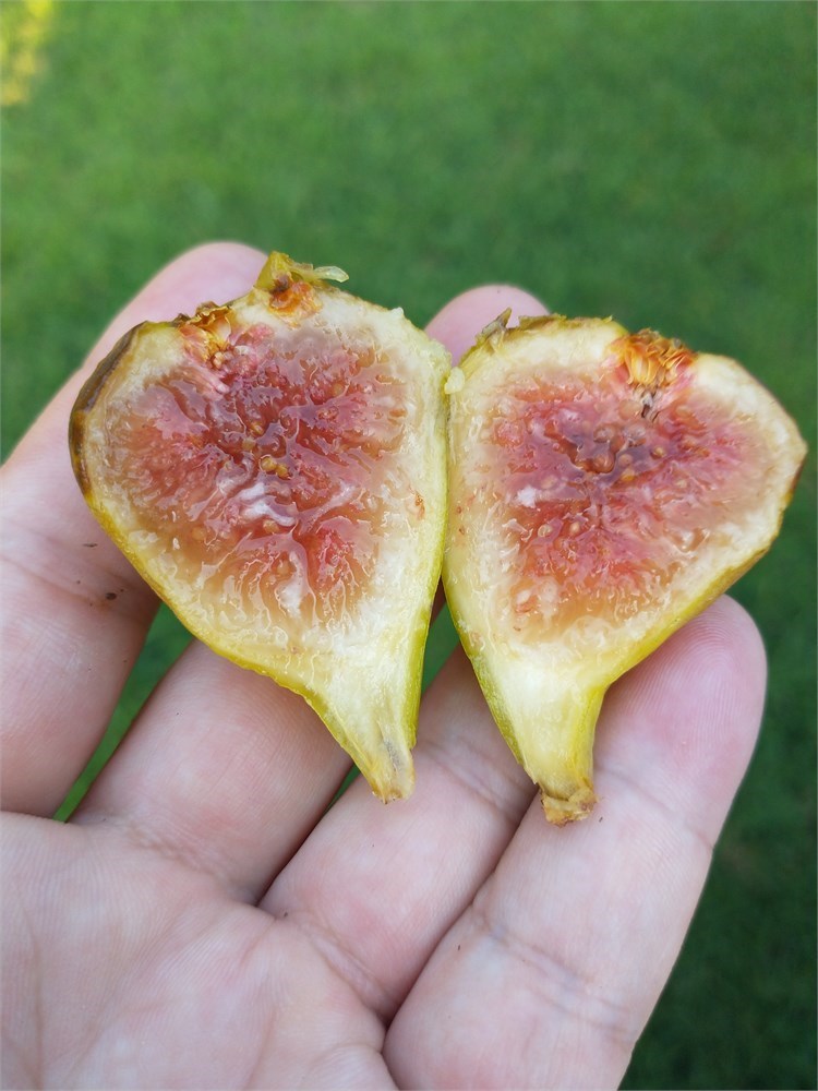 Figbid - Online Auctions Of Fig Trees, Fig Cuttings & Growing Supplies 