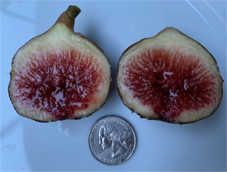 FigBid - Online Auctions of Fig Trees, Fig Cuttings & Growing Supplies -  Coll de Dama Blanca-Negra (CdD B/N) Cuttings (2 Cuttings)