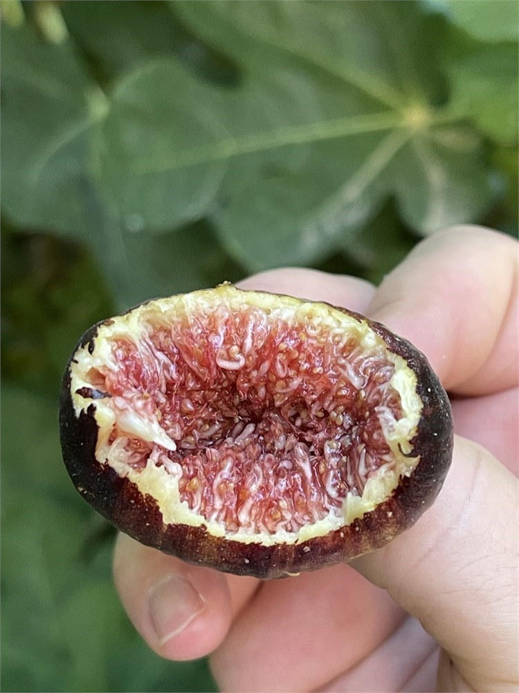 FigBid - Online Auctions of Fig Trees, Fig Cuttings & Growing Supplies -  Coll de Dama Blanca-Negra (CdD B/N) Cuttings (2 Cuttings)
