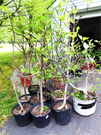 Large Mature Fig in Large Pots--Pickup Only in Branchburg, NJ