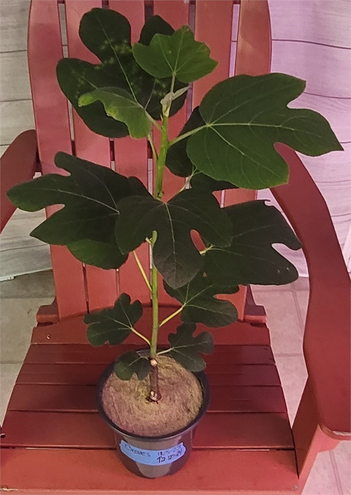 Figbid - Online Auctions Of Fig Trees, Fig Cuttings & Growing Supplies 