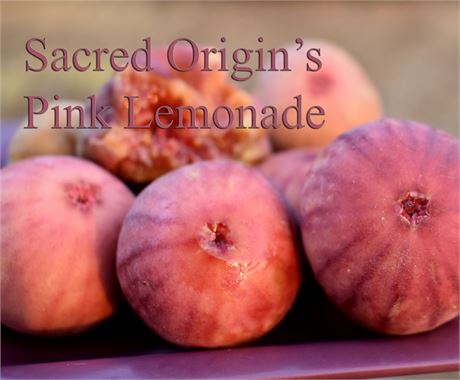 Sacred Origin's Pink Lemonade fig- New release!!No Reserve