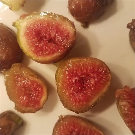 Ciliegia Dolce Fig Tree Cuttings (Cold Hardy)