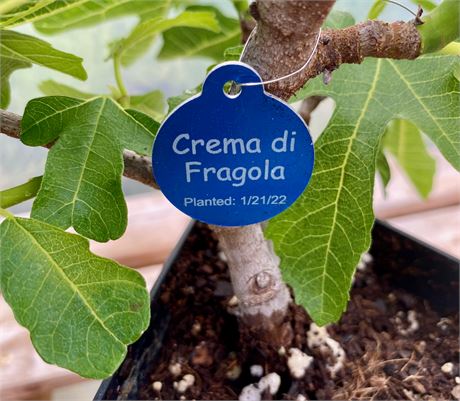 Crema di Fragola Tree from Cutting