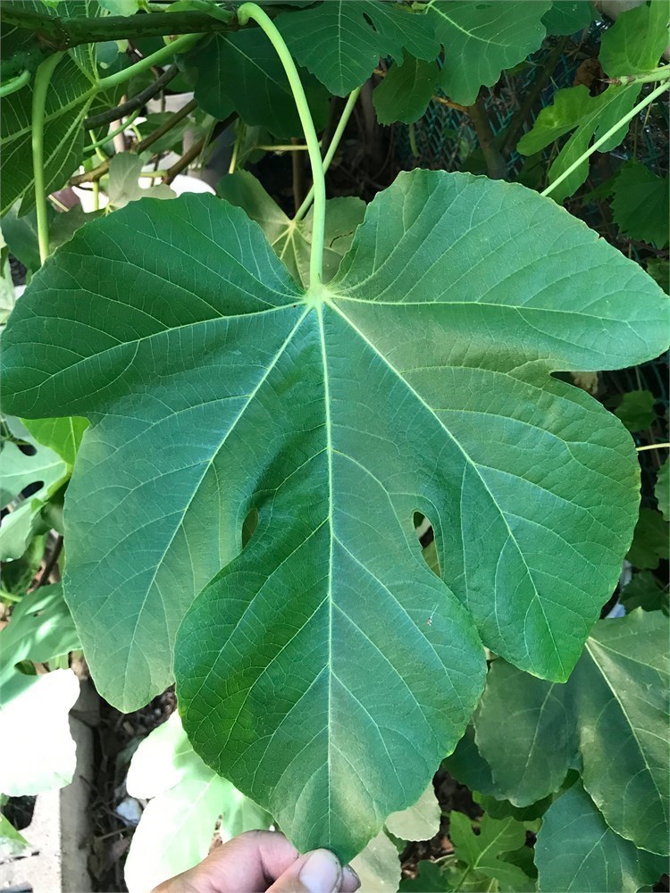 FigBid - Online Auctions of Fig Trees, Fig Cuttings & Growing Supplies -  Coll de Dama Blanca-Negra (CdD B/N) Cuttings (2 Cuttings)