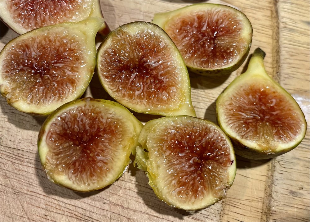 Cul Noir (Sucrette) Fig Cuttings (3 Cuttings Per Order)
