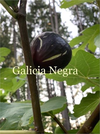 FigBid - Online Auctions of Fig Trees, Fig Cuttings & Growing