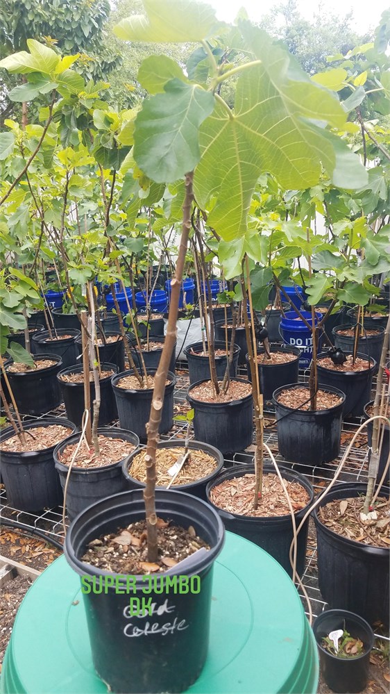 FigBid - Online Auctions of Fig Trees, Fig Cuttings & Growing Supplies ...