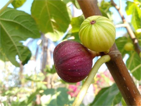 FigBid - Online Auctions of Fig Trees, Fig Cuttings & Growing Supplies -  COLL DE DAMA ROJA (MP) CDD ROJA - 2 Premium Cuttings - No Reserve