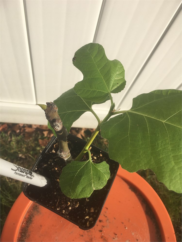 FigBid - Online Auctions of Fig Trees, Fig Cuttings & Growing Supplies -  Coll de Dama Blanca-Negra (CdD B/N) Cuttings (2 Cuttings)