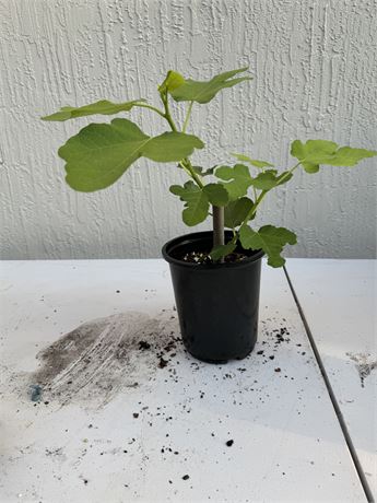 Montanha Verde (Own Roots)  - From rooted cutting.