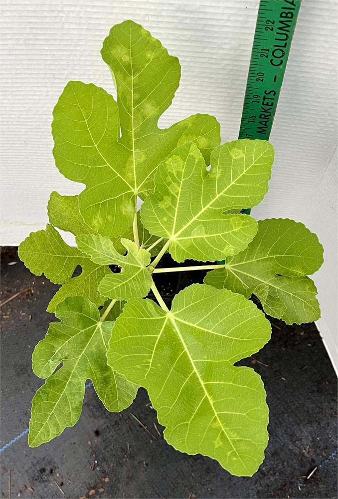 FigBid - Online Auctions of Fig Trees, Fig Cuttings & Growing Supplies ...