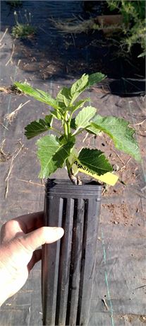 Sacred Origin's King Ashoka Capri Fig tree pot- Prolific breba-3 crops