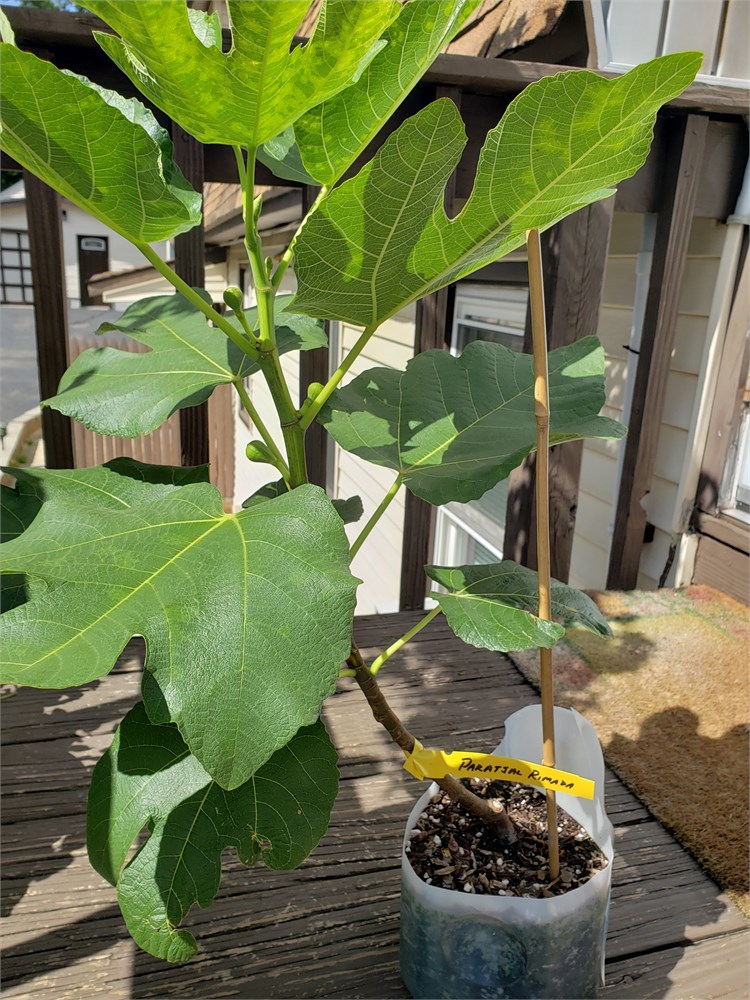 FigBid - Online Auctions of Fig Trees, Fig Cuttings & Growing Supplies