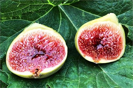 “White Adriatic Fig Cuttings”(3) Easy  and Delicious!