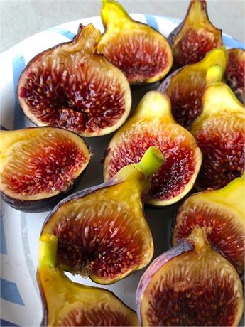 Fig Tree “Fignomenal” New Patented Dwarf 2 plants