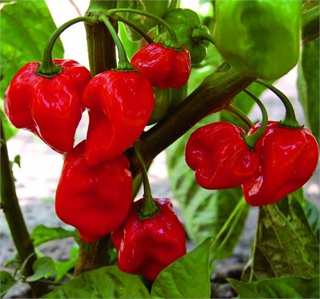 Red Habanero Hot Pepper 🌶  Seeds - HOTTTT!