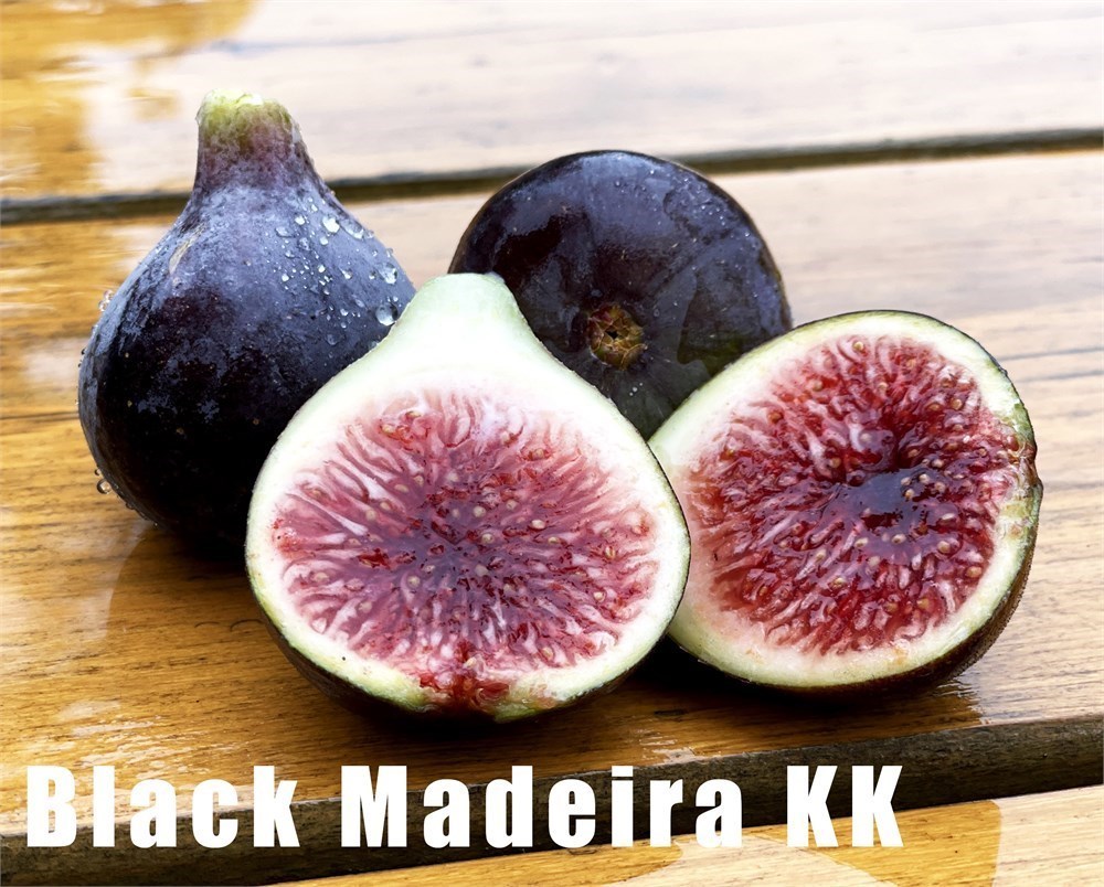 BLACK MADEIRA Fig  3 cuttings 