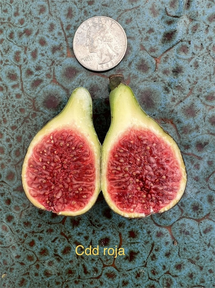 FigBid - Online Auctions of Fig Trees, Fig Cuttings & Growing Supplies -  COLL DE DAMA ROJA (MP) CDD ROJA - 2 Premium Cuttings - No Reserve