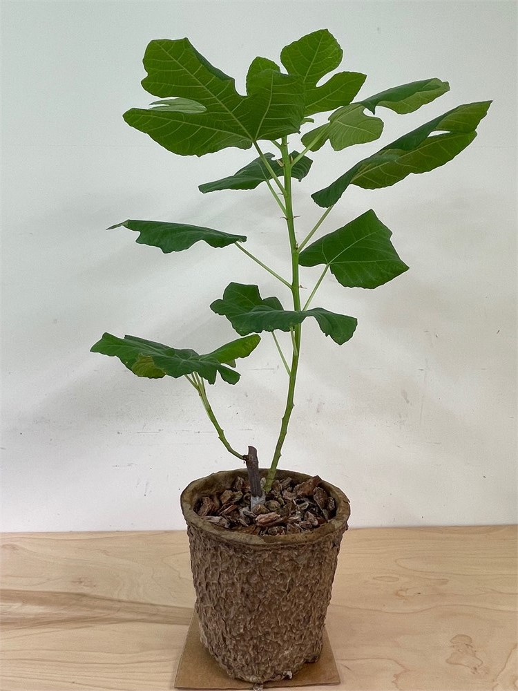 FigBid - Online Auctions of Fig Trees, Fig Cuttings & Growing Supplies ...