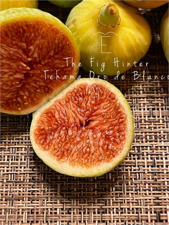 The Fig Hunter collection-TFH-1210-Tehama Oro de Blanco