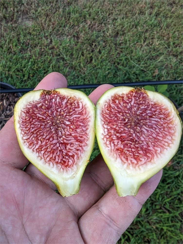 FigBid - Online Auctions of Fig Trees, Fig Cuttings & Growing Supplies ...