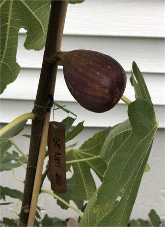 FigBid - Online Auctions of Fig Trees, Fig Cuttings & Growing