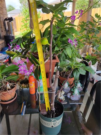 Neustra  Senora Del Carmen Fig Tree Own Root Trunk To Tip 20 Inches