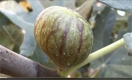 2 Godfather fig cuttings CUT SAME DAY OF SHIPPING!