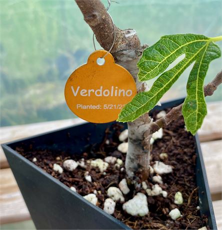 Verdolino Tree from Cutting