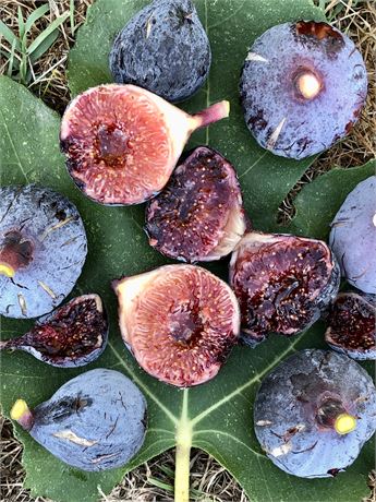 FigBid - Online Auctions of Fig Trees, Fig Cuttings & Growing
