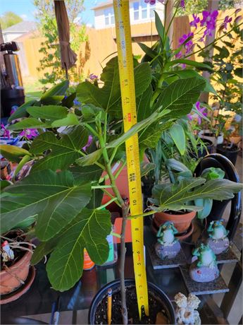Bordissot Rosa Fig Tree  Own Root Air Layer Trunk To Tip 16 Inches