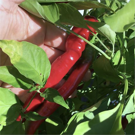 Jimmy Nardello Elongated Sweet Red Pepper Seeds - 100% Organic