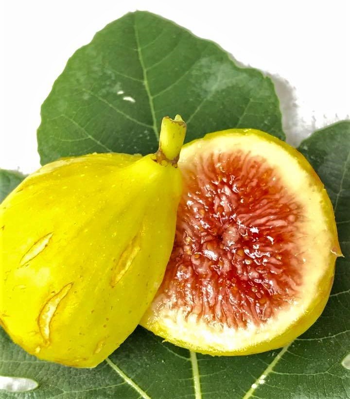 FigBid - Online Auctions of Fig Trees, Fig Cuttings & Growing Supplies - Jamal  Al Asfar (JAA) - SUPER PREMIUM Fig Variety from the Middle East