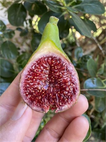 FigBid - Online Auctions of Fig Trees, Fig Cuttings & Growing