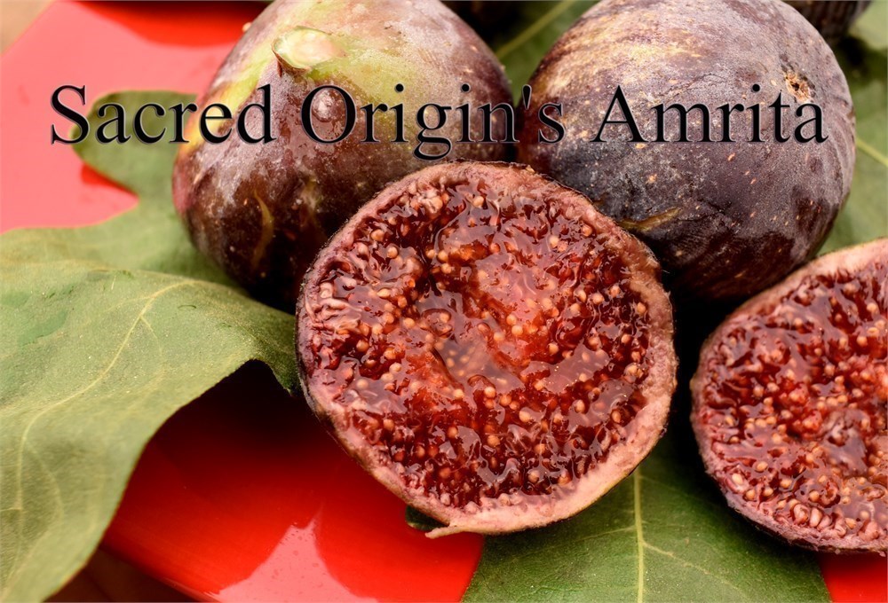 FigBid - Online Auctions of Fig Trees, Fig Cuttings & Growing Supplies ...