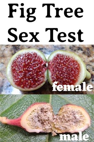 Fig Leaf Sample Sex Test - Find Out if Fig Tree is Male Caprifig or Female