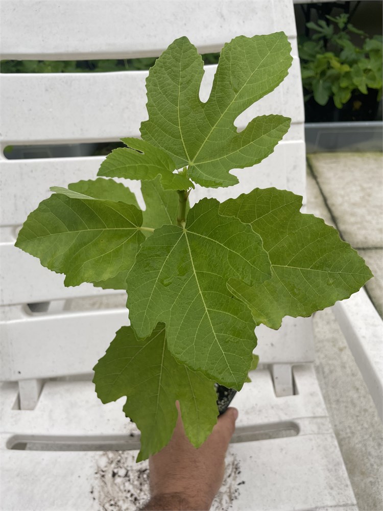 FigBid - Online Auctions of Fig Trees, Fig Cuttings & Growing Supplies ...