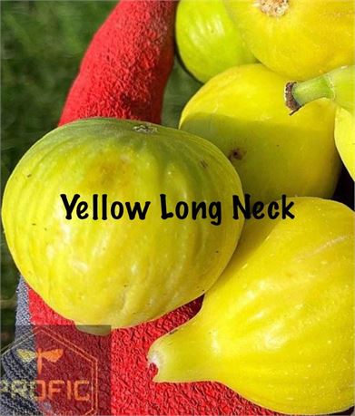 Fig Trees “Yellow Long Neck” From Cutting