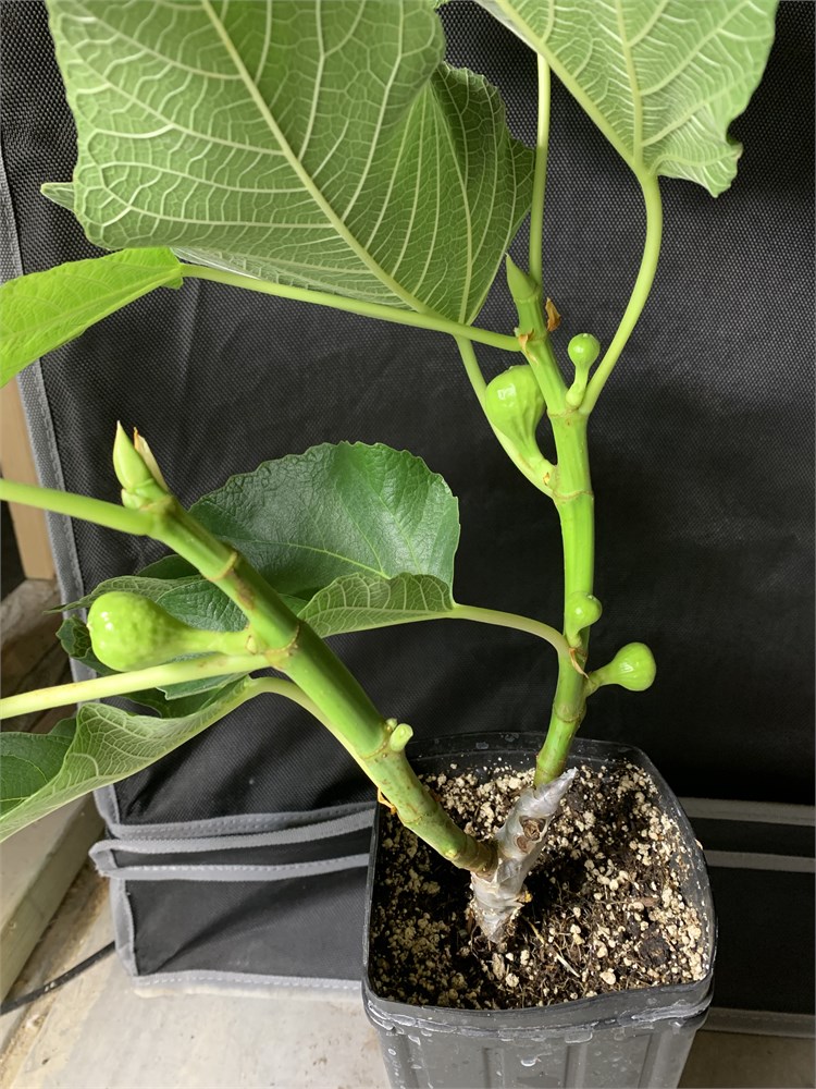 FigBid - Online Auctions of Fig Trees, Fig Cuttings & Growing Supplies ...