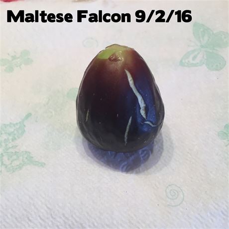 FIG TREE FROM CUTTING~MALTESE FALCON~FROM THE ISLAND OF MALTA