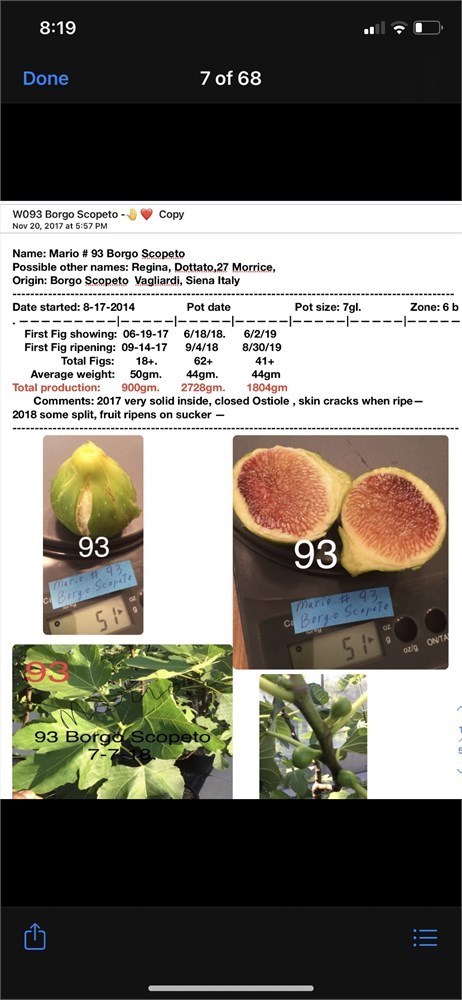 Figbid - Online Auctions Of Fig Trees, Fig Cuttings & Growing Supplies 