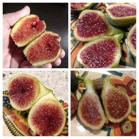 FigBid - Online Auctions of Fig Trees, Fig Cuttings & Growing Supplies ...